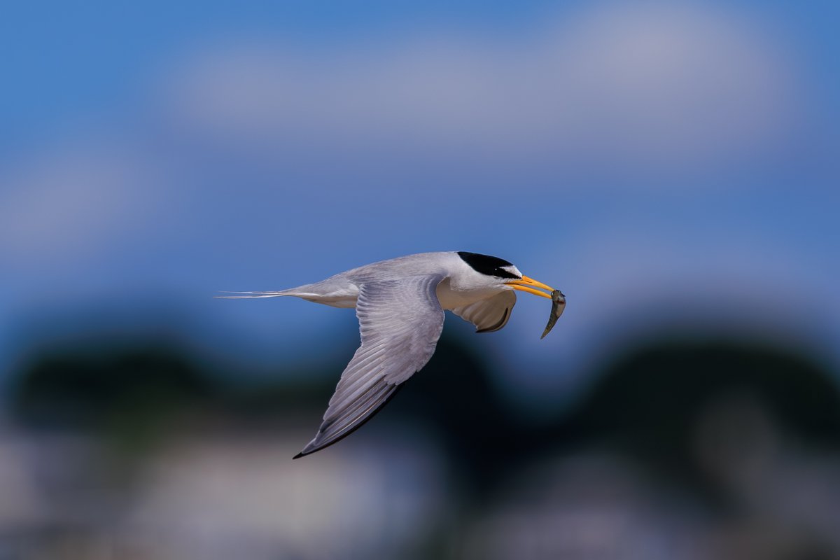 Least Tern