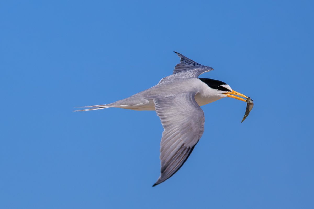 Least Tern