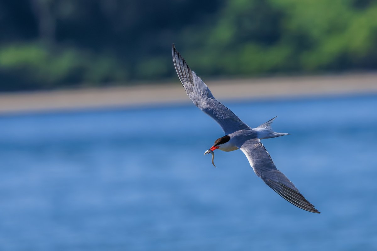 Common Tern