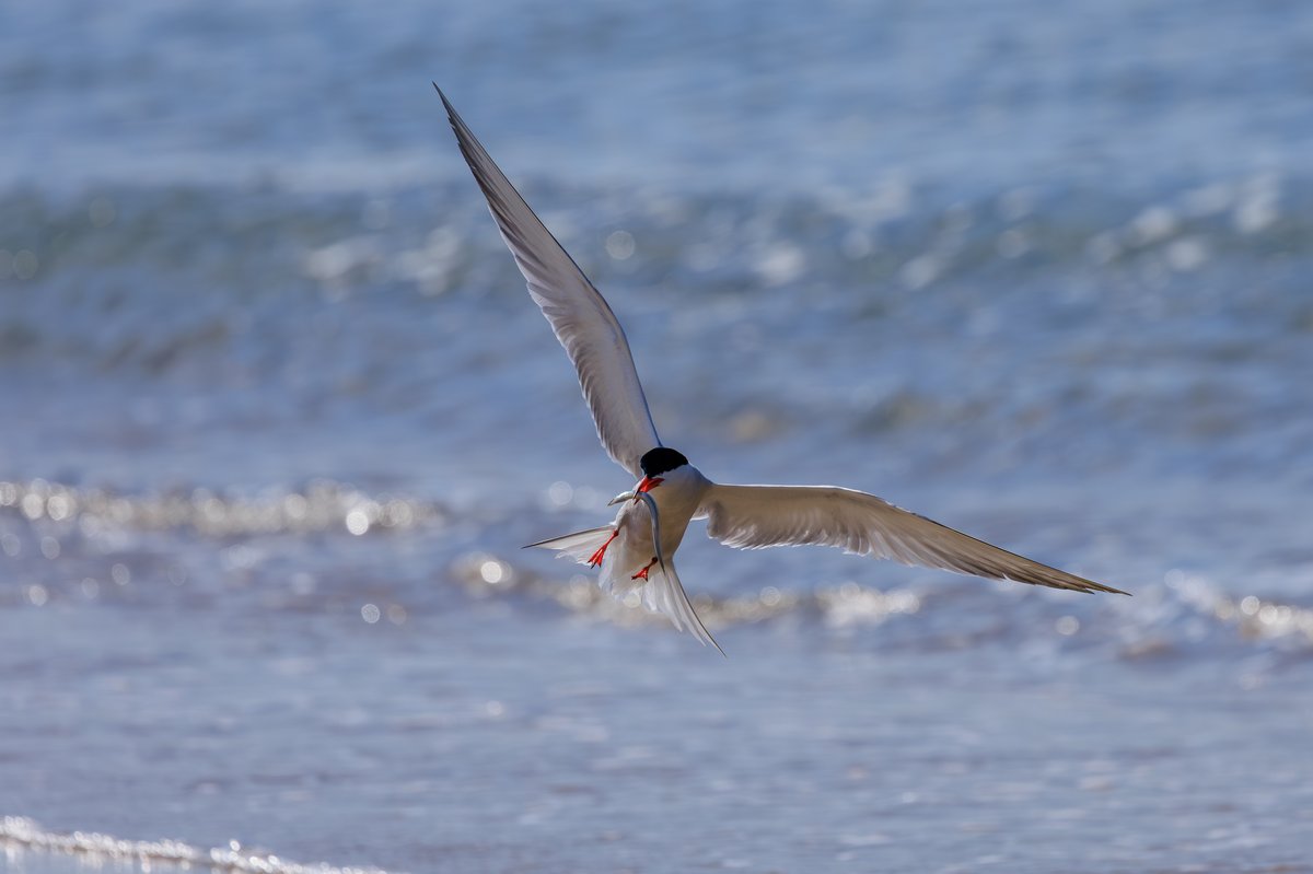 Common Tern