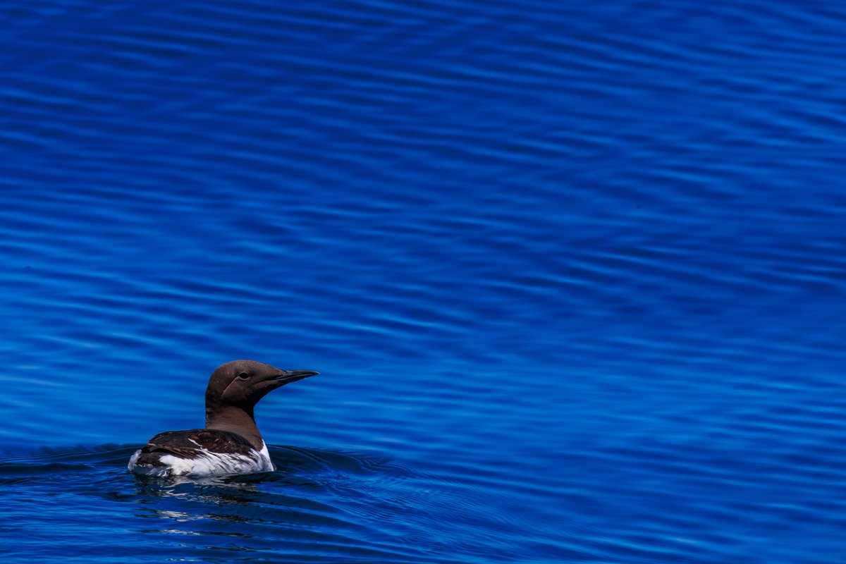 Common Murre