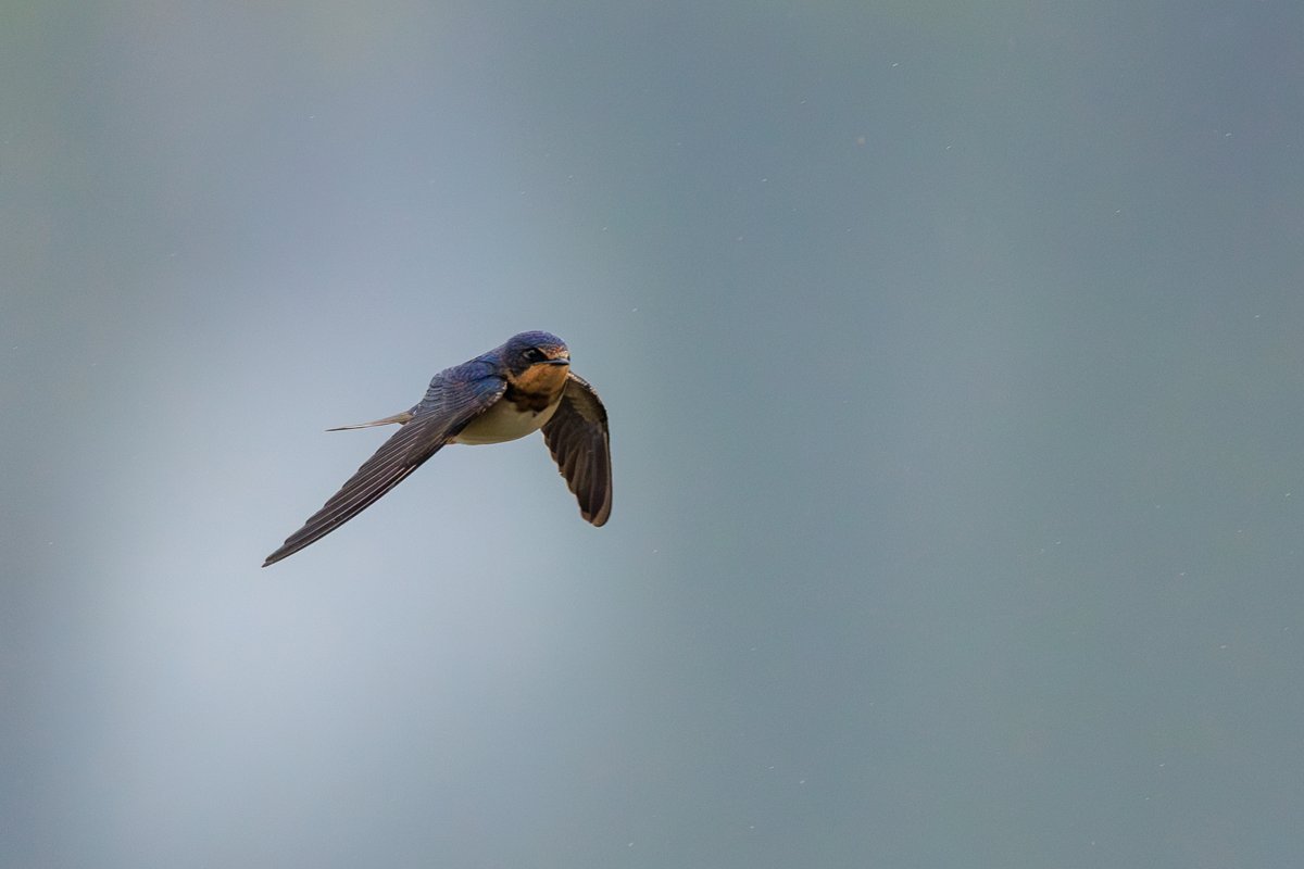 Barn Swallow