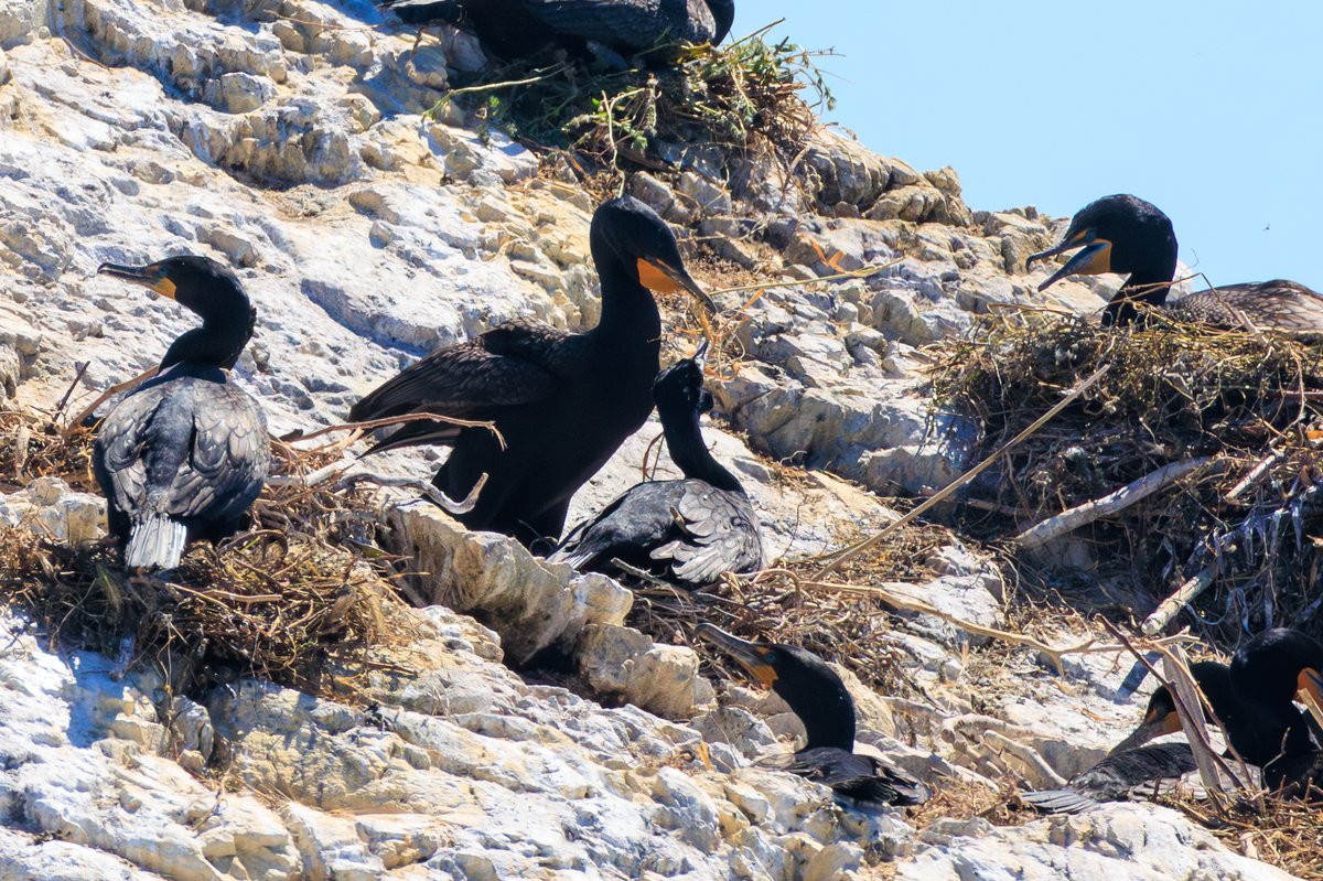 Double-crested Cormorant