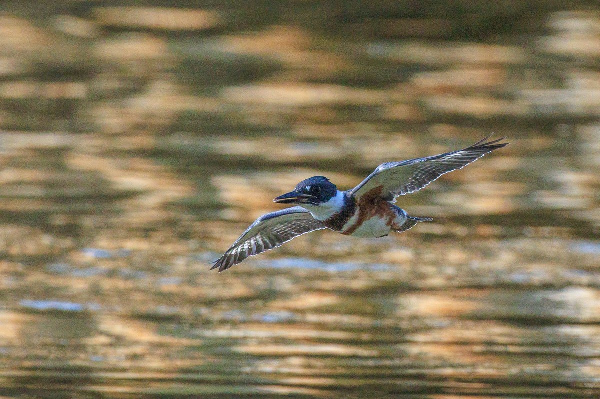 Belted Kingfisher