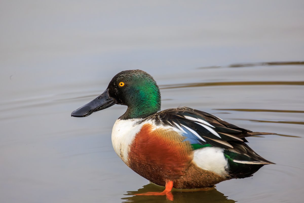 Northern Shoveler
