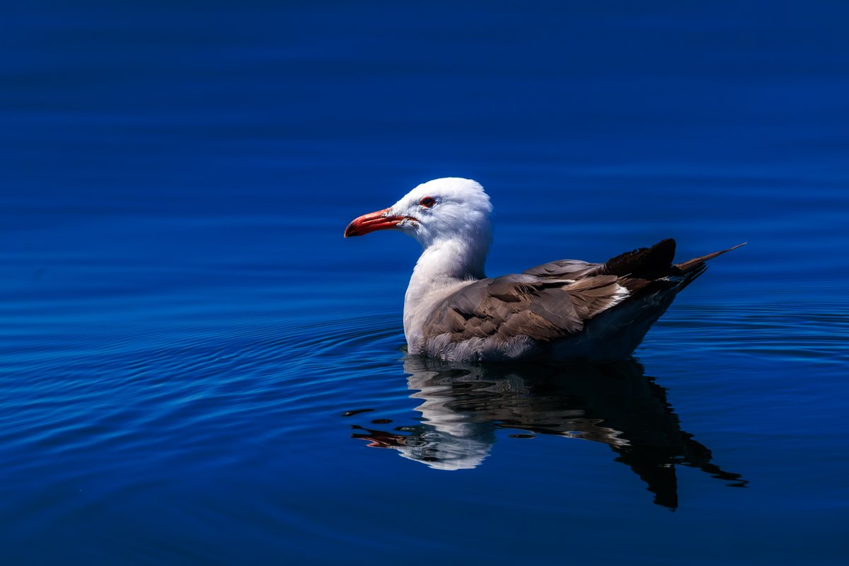 Western Gull