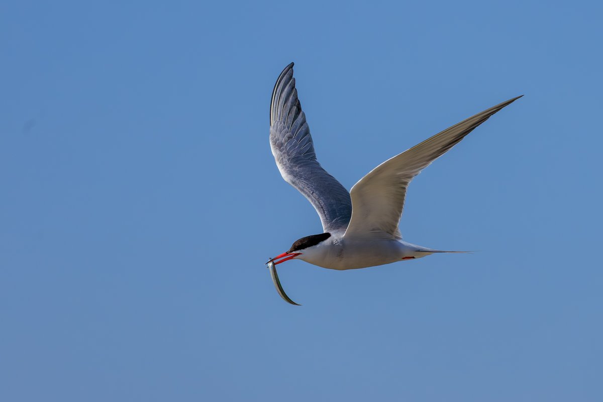 Common Tern