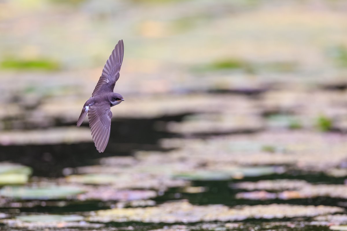 Tree Swallow