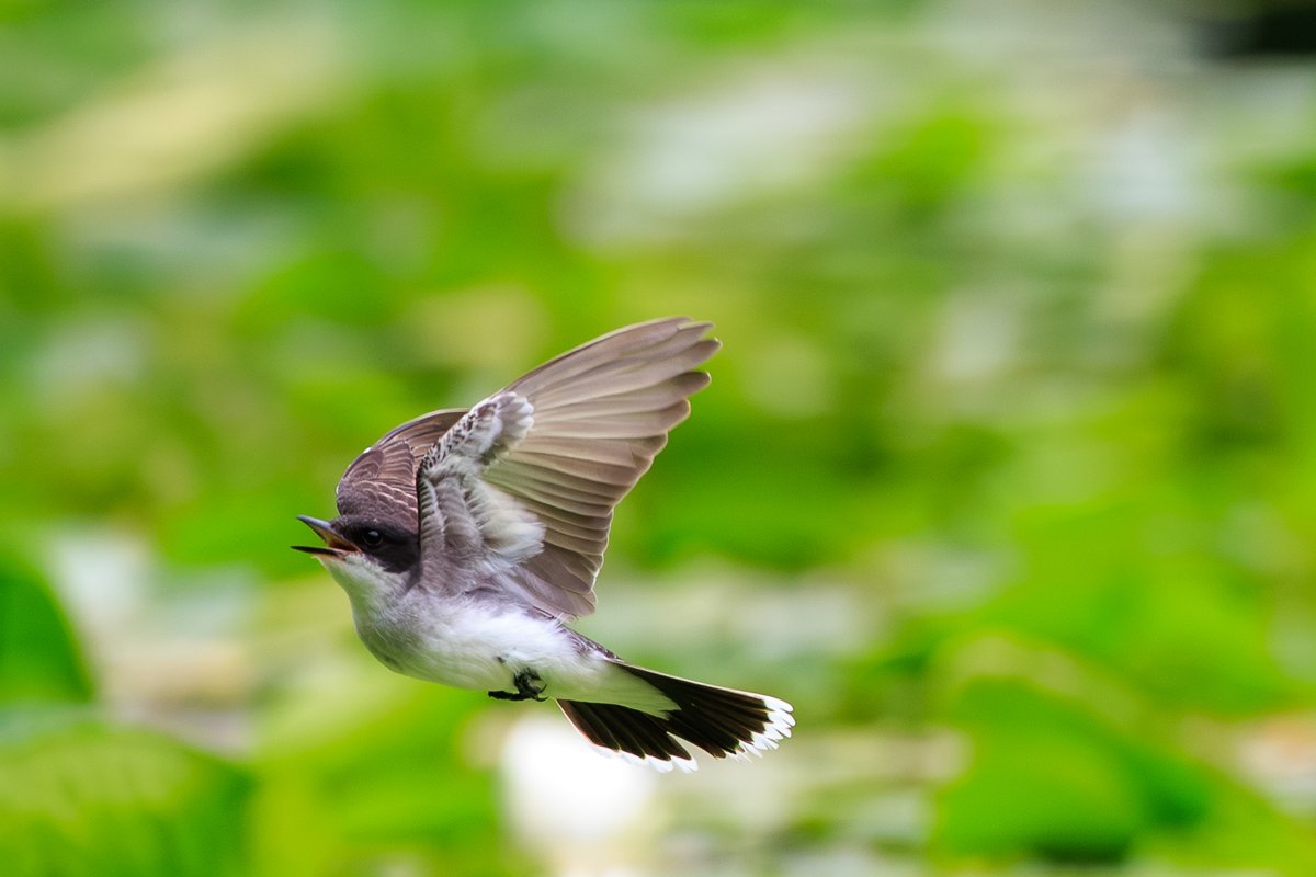 Eastern Kingbird