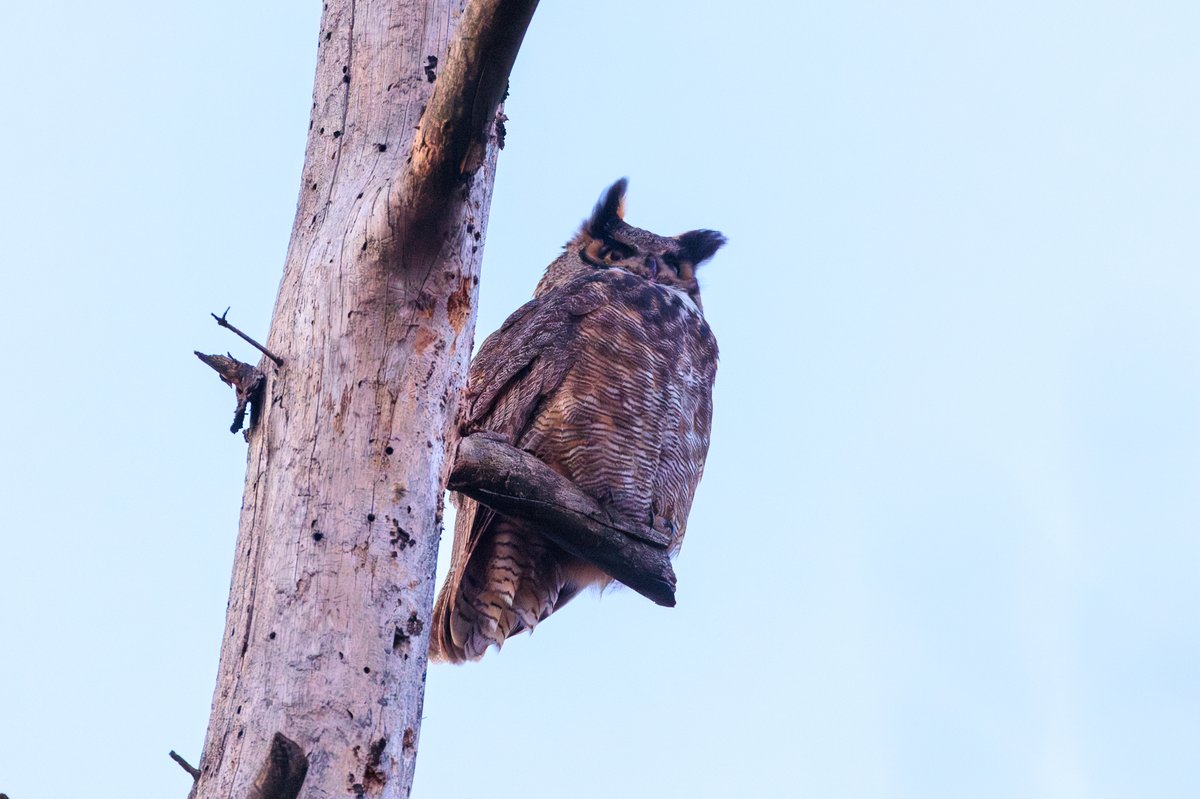 Great Horned Owl