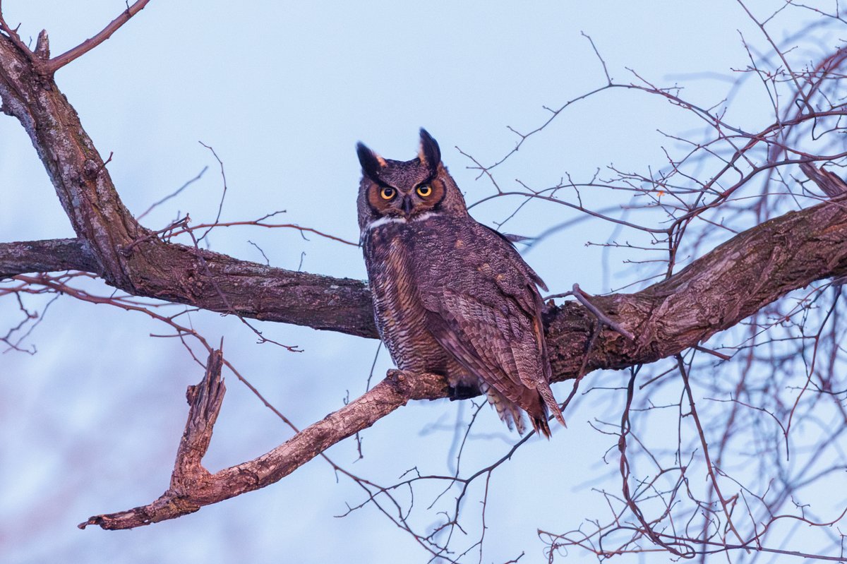 Great Horned Owl