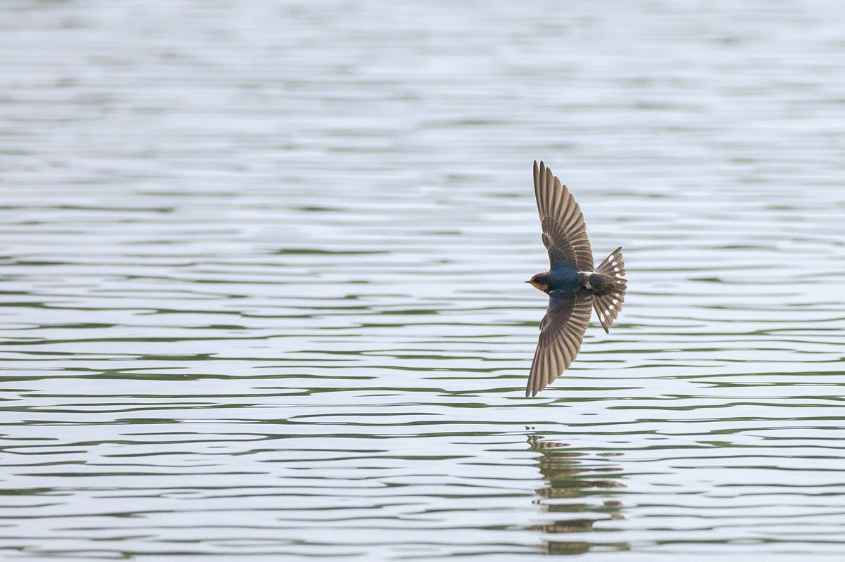 Barn Swallow