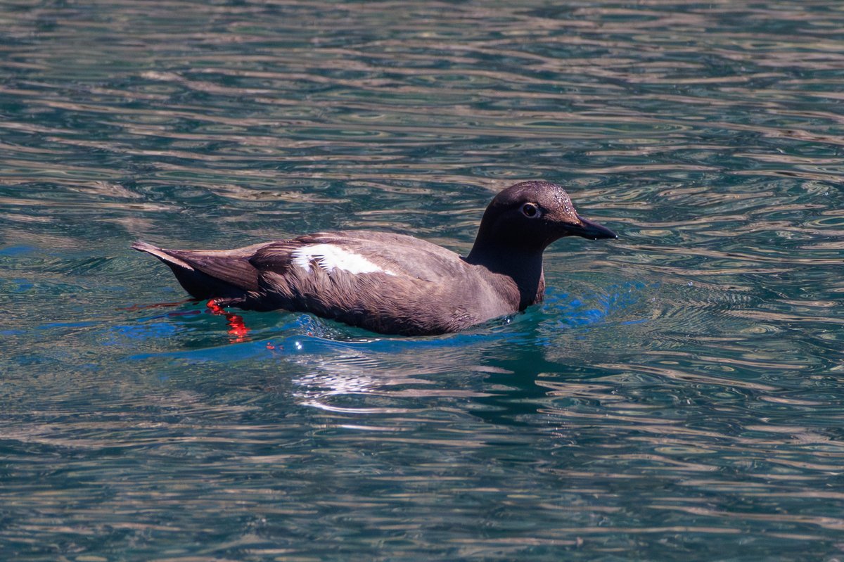 Pigeon Guillemot