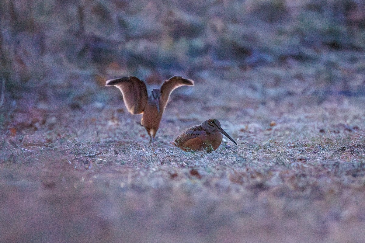 American Woodcock