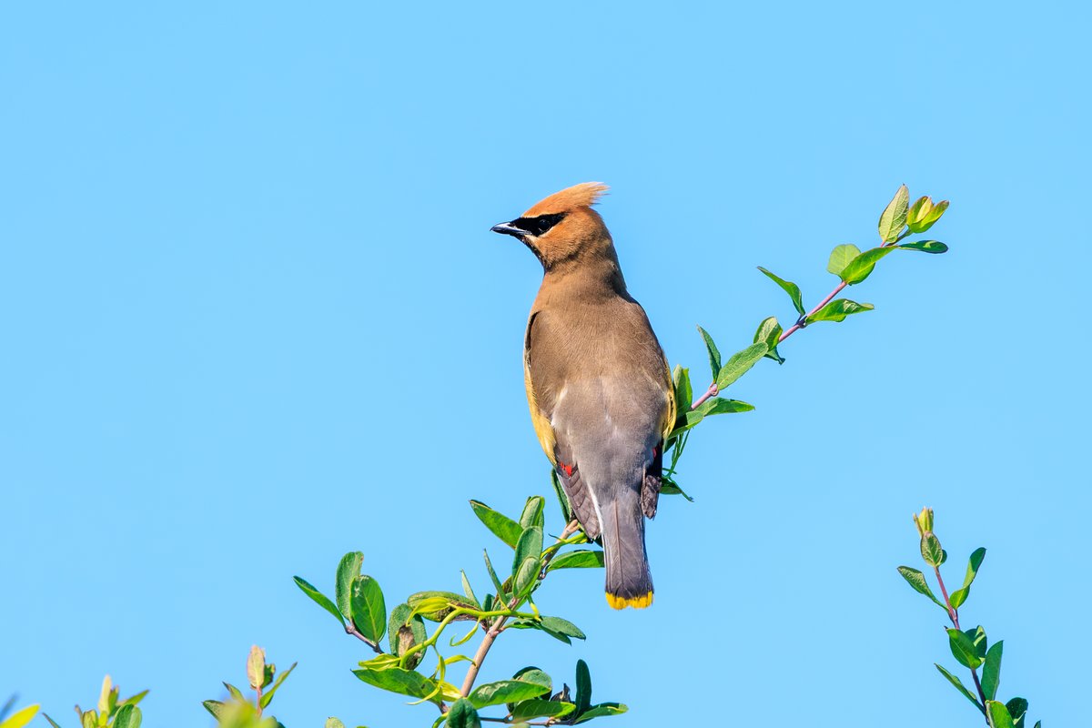 Cedar Waxwing