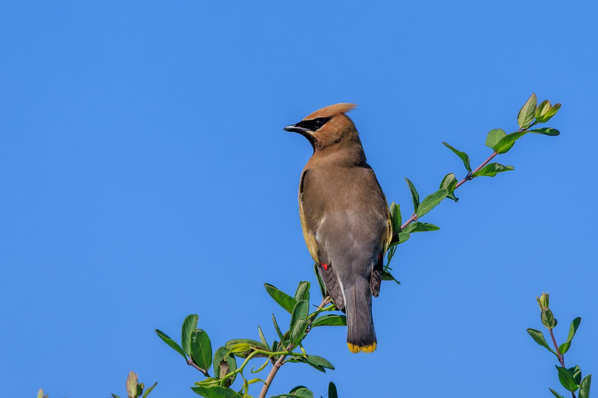 Cedar Waxwing