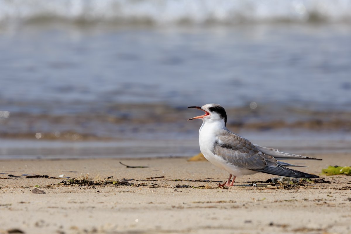 Common Tern