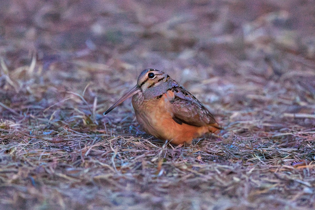 American Woodcock