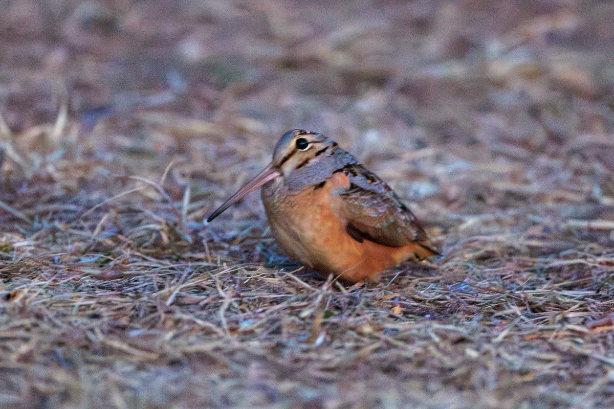American Woodcock