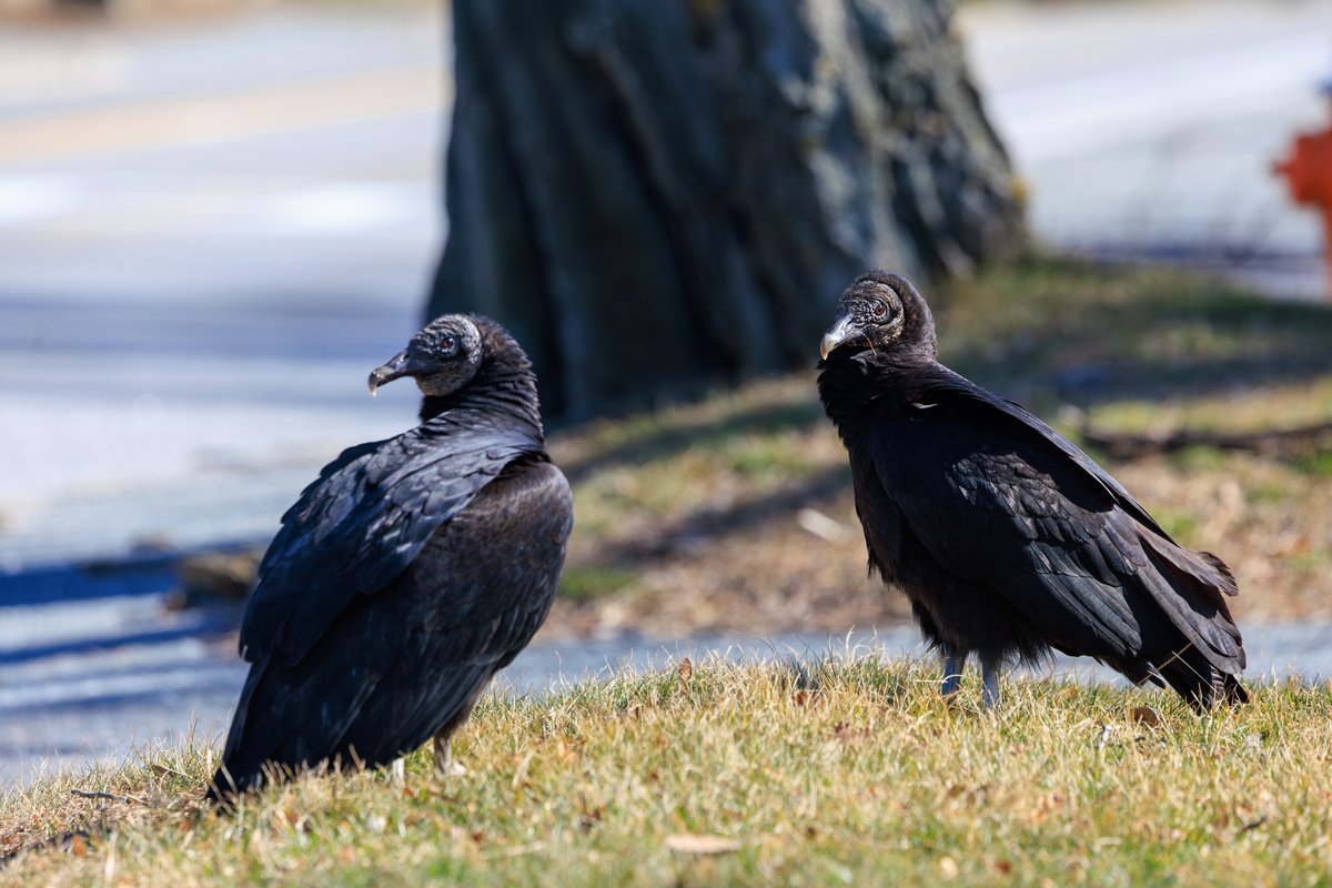 Black Vulture