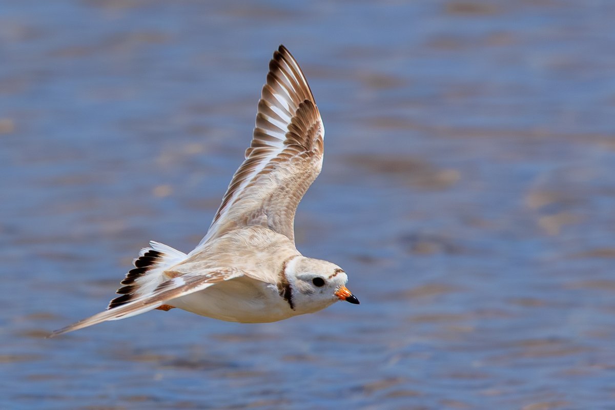 Piping Plover