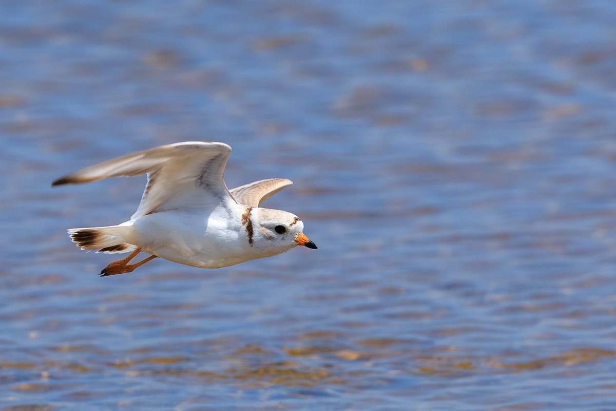 Piping Plover
