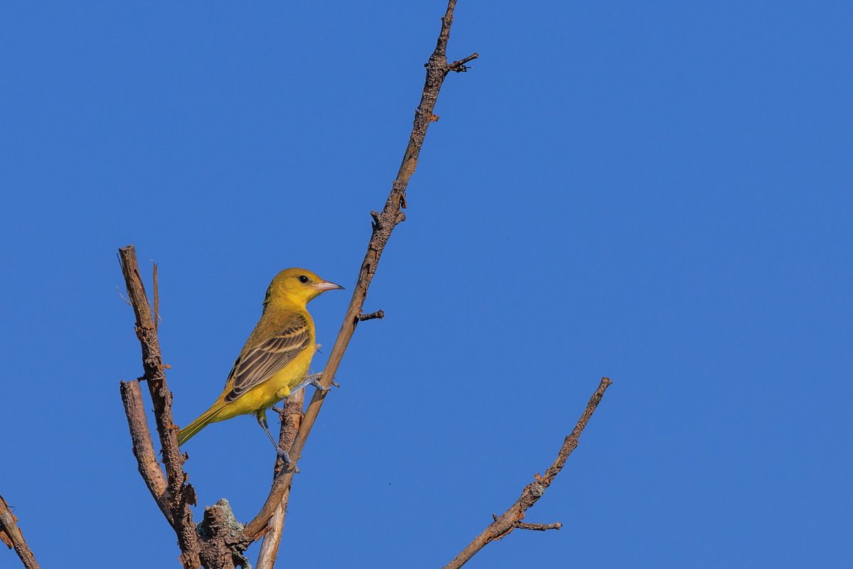 Orchard Oriole