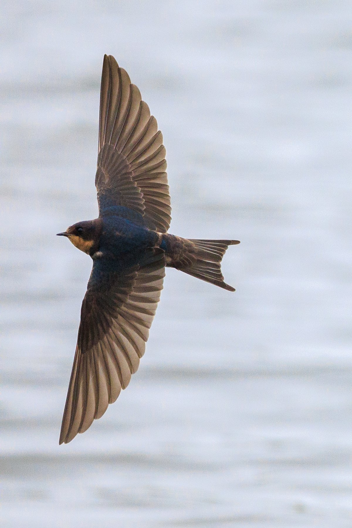 Barn Swallow