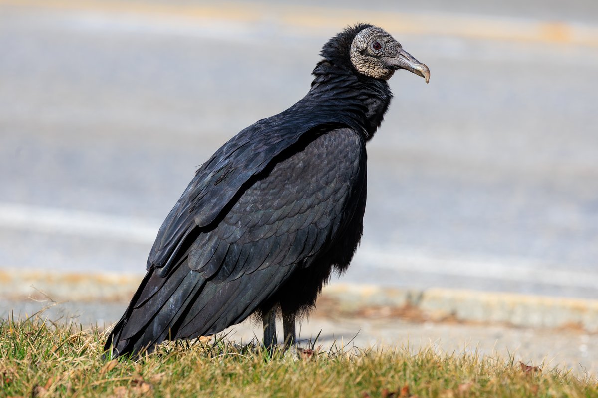 Black Vulture