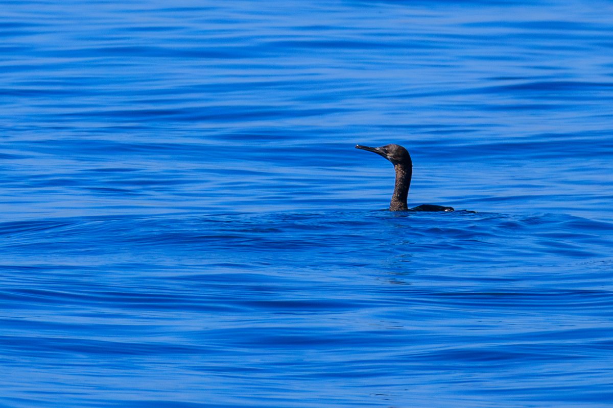 Double-crested Cormorant