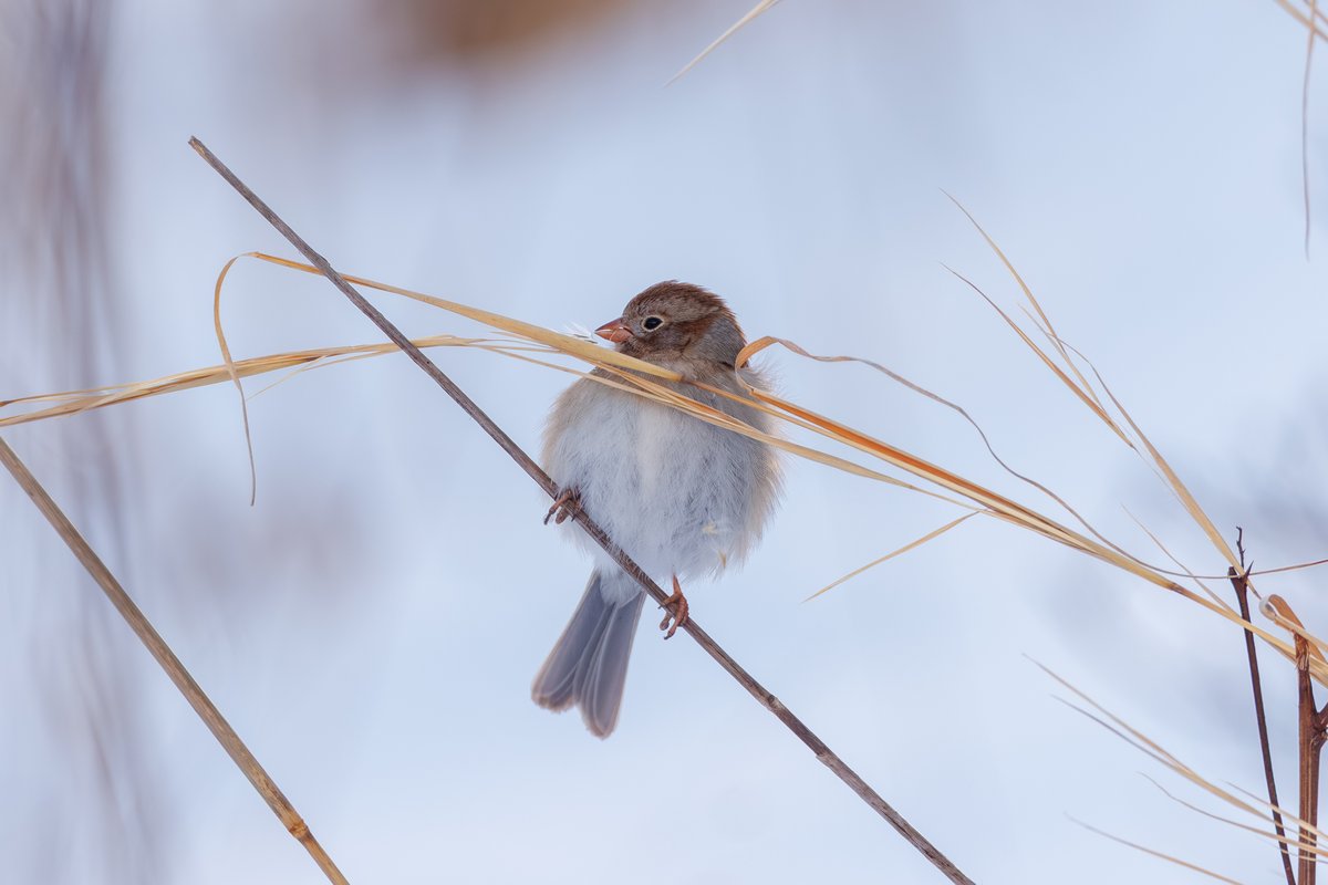 Field Sparrow