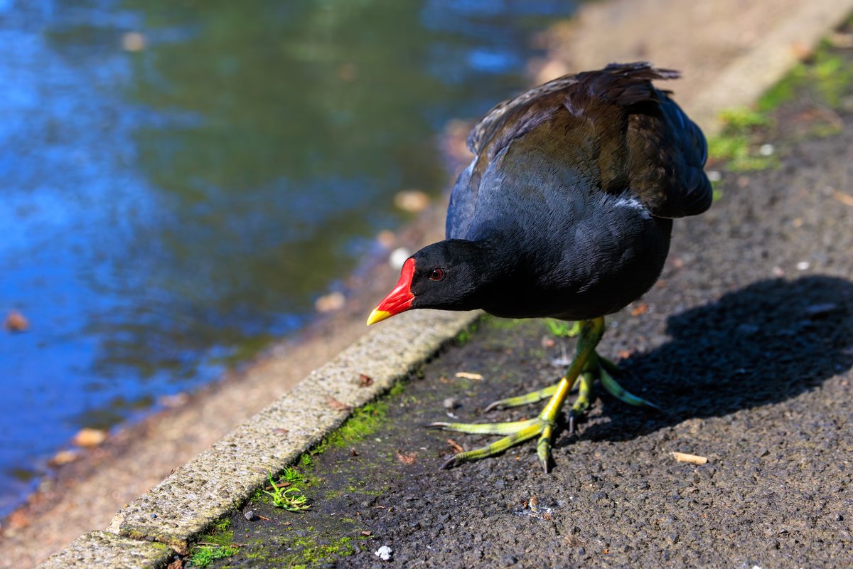Common Moorhen