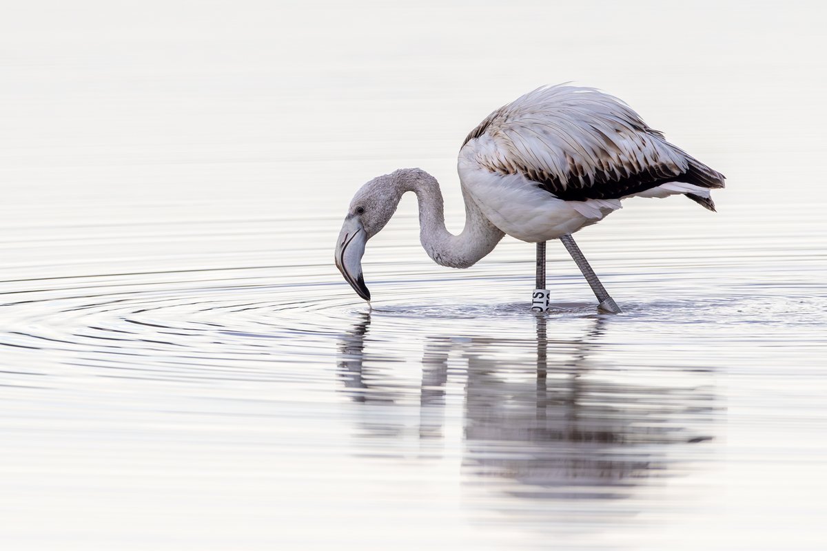 Greater Flamingo