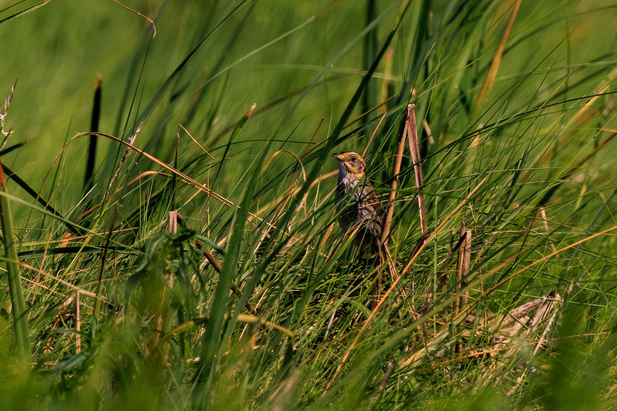 Saltmarsh Sparrow