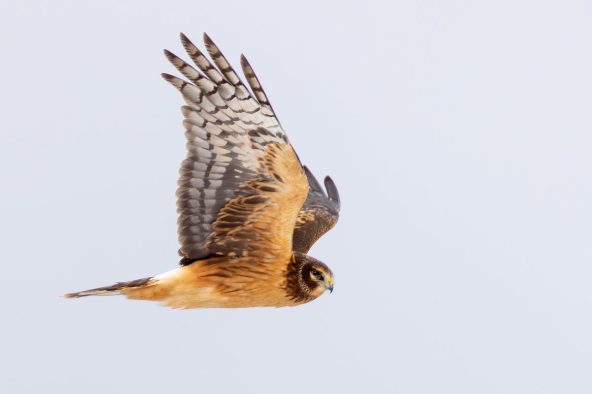 Northern Harrier