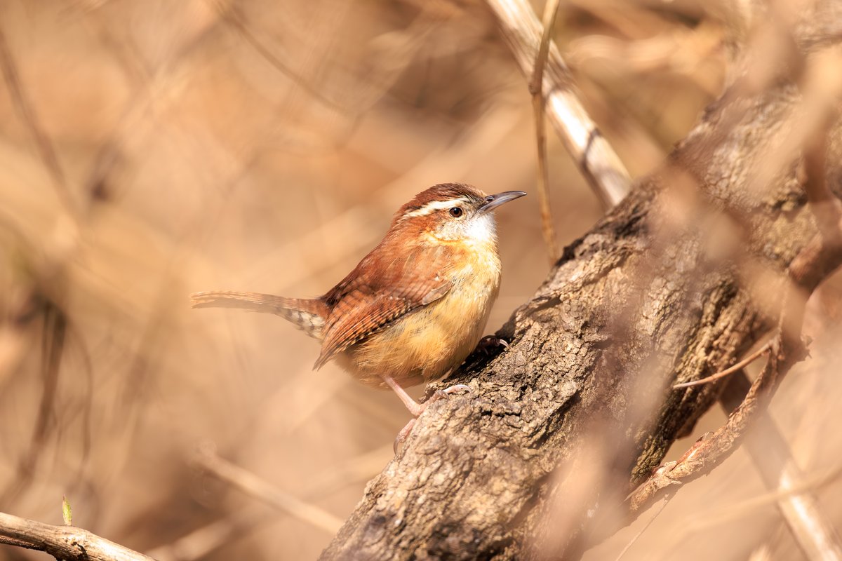 Carolina Wren