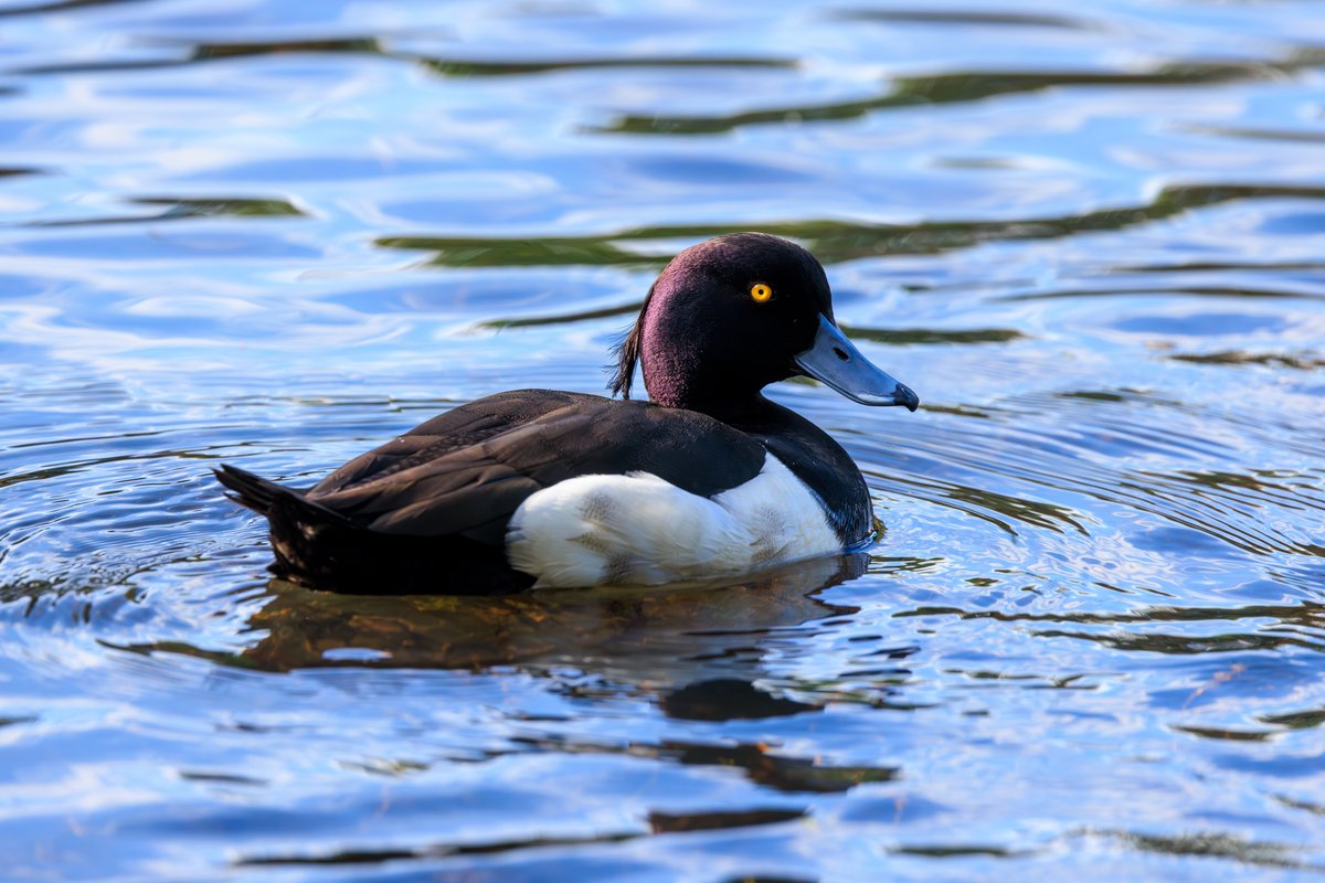 Tufted Duck