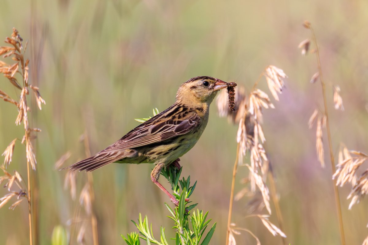 Bobolink