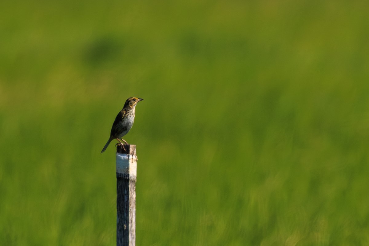 Saltmarsh Sparrow
