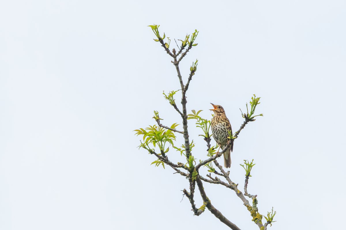 Song Thrush