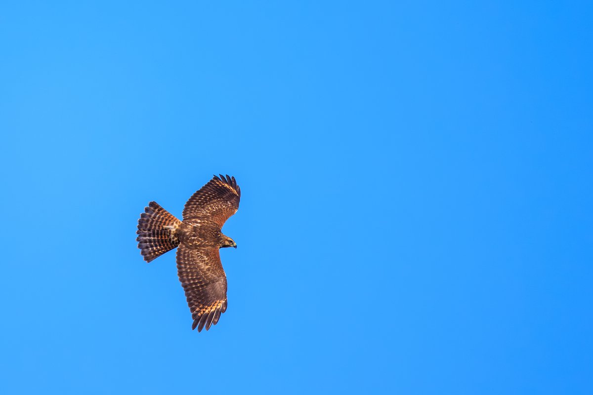 Red-shouldered Hawk