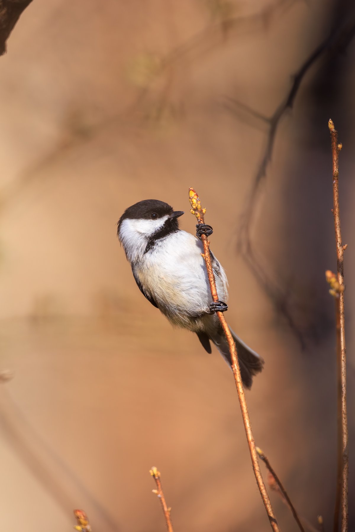 Black-capped Chickadee