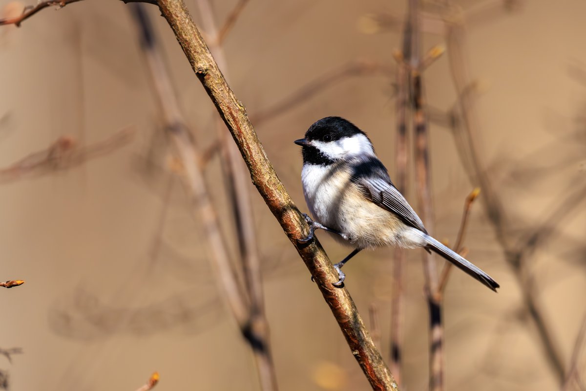 Black-capped Chickadee