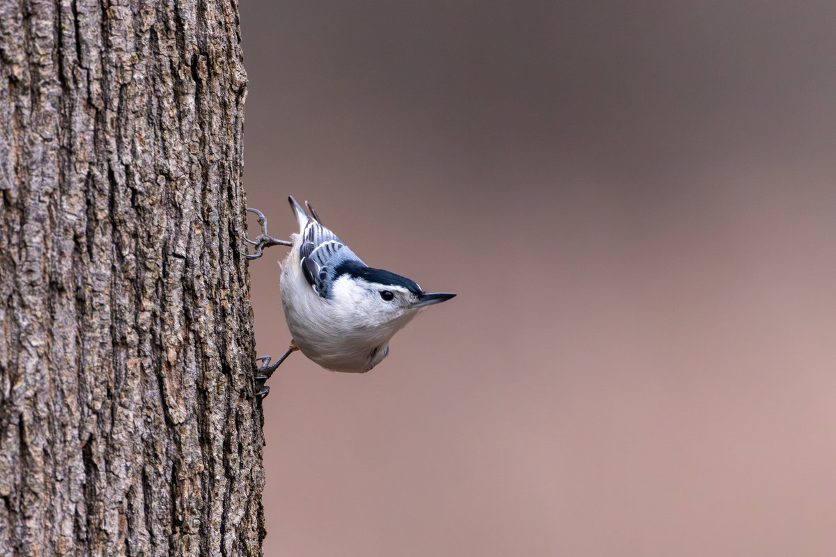 White-breasted Nuthatch