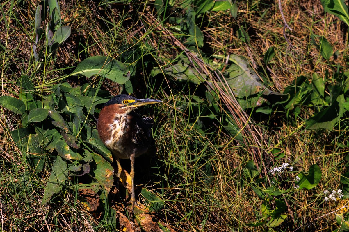 Green Heron