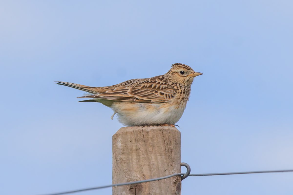 Eurasian Skylark