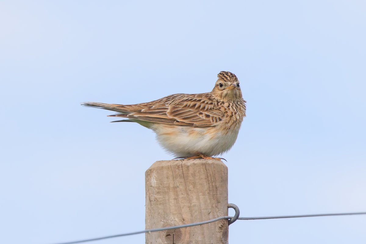 Eurasian Skylark
