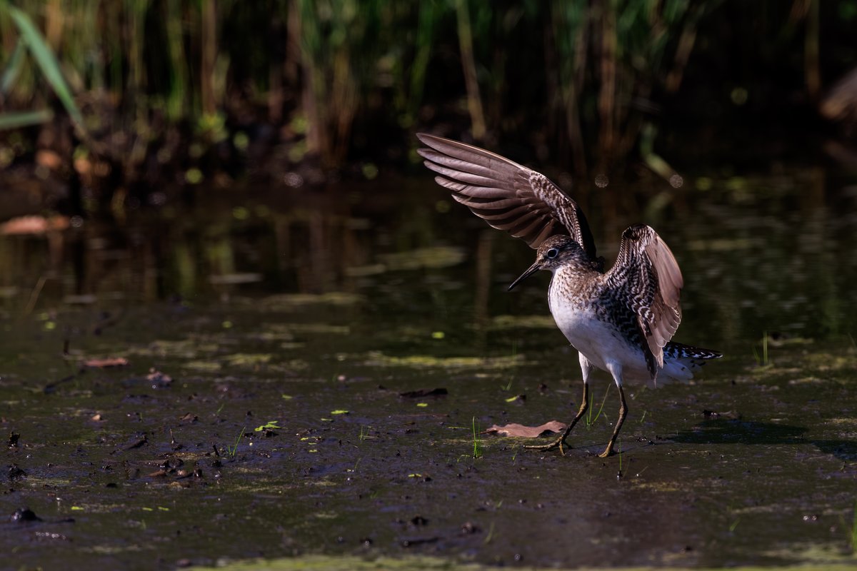 Solitary Sandpiper