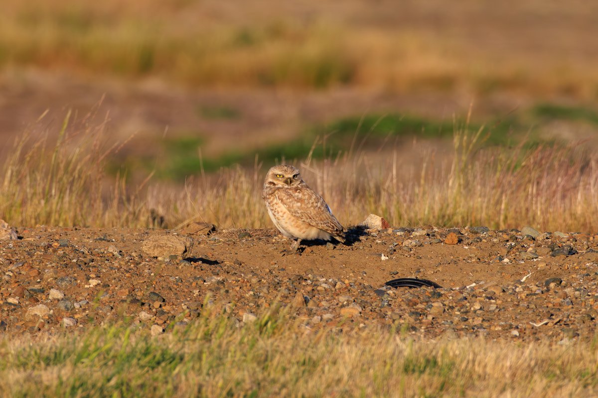 Burrowing Owl