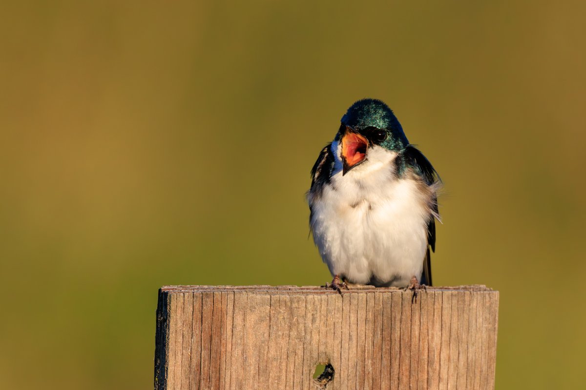Tree Swallow